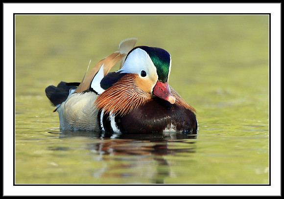 Mandarin Duck