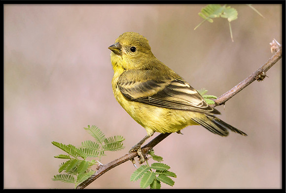 Lesser Goldfinch