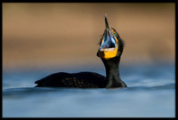 Double-crested Cormorant in breeding plumage