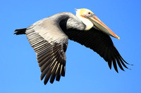 Brown Pelicans