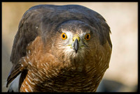 Cooper's Hawk