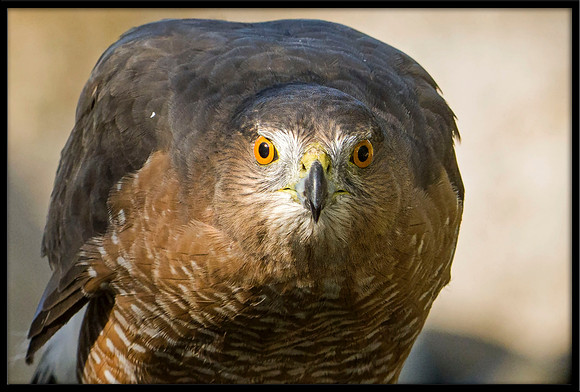 Cooper's Hawk