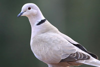 Eurasian Collared Doves