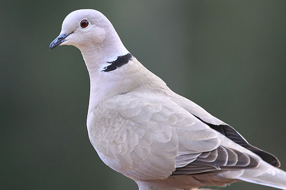 Eurasian Collared Dove