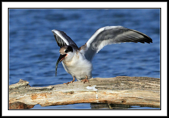 Tern (juvenile) with sushi dinner