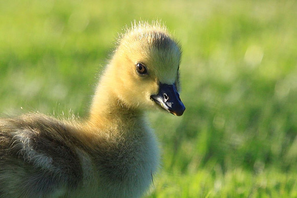 Gosling