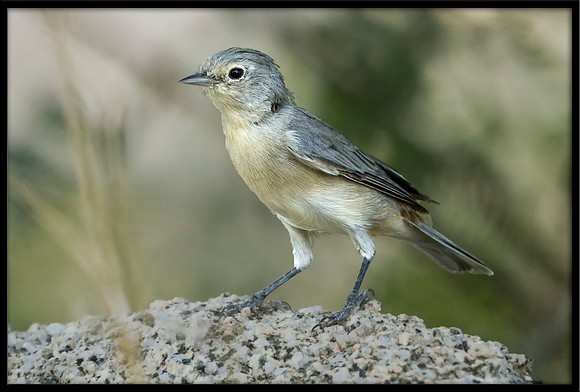 Lucy's Warbler