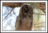 Long-eared Owl juvenile