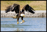 Bald Eagle