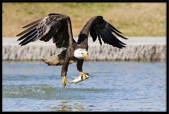 Bald Eagle