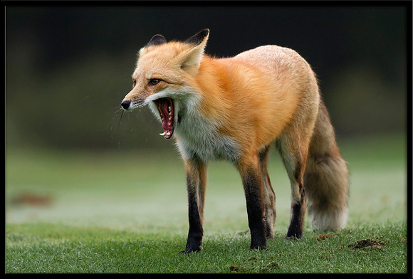 Red Fox