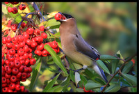Cedar Waxwing