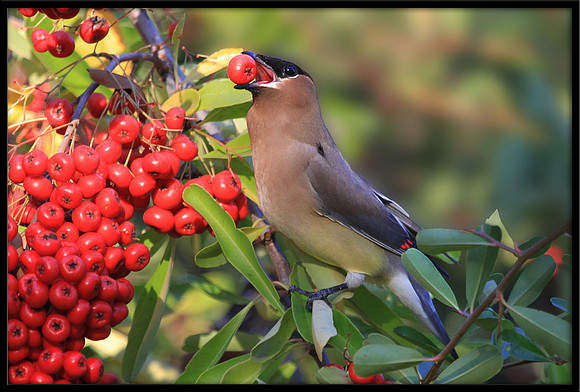 Cedar Waxwing