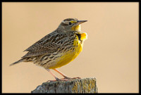 Western Meadowlark