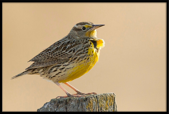 Western Meadowlark