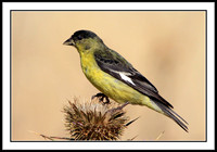 Lesser Goldfinch