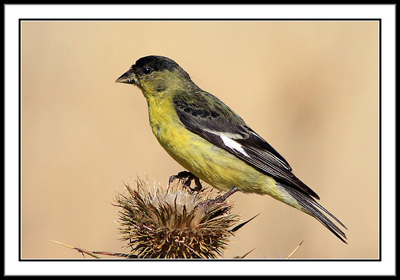 Lesser Goldfinch