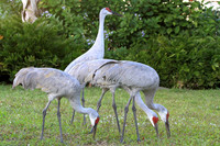 Sandhill Cranes