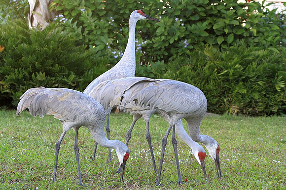Sandhill Cranes