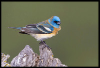 Lazuli Bunting