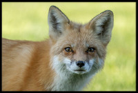 Red Fox