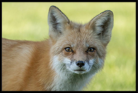 Red Fox