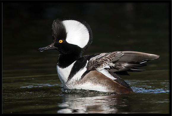 Hooded Merganser