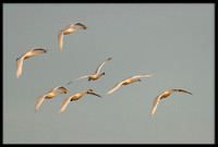 Tundra Swans