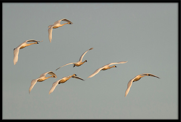 Tundra Swans