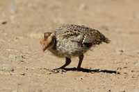 California Quail