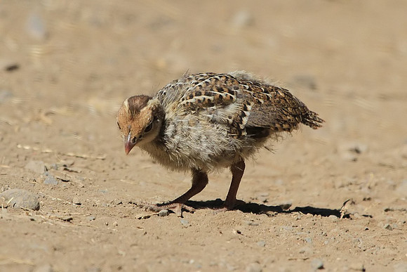 California Quail