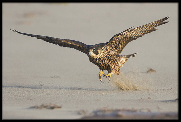 Peregrine Falcon chick