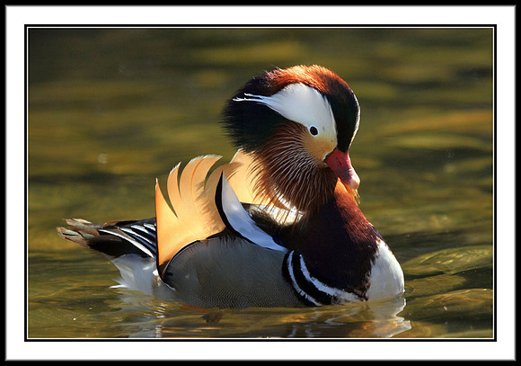 Mandarin Duck