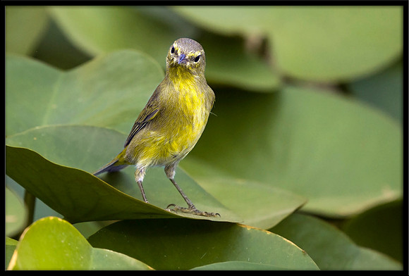 Orange-crowned Warbler