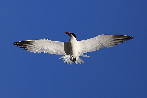 Forster's Tern (banded)