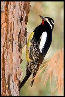 Williamson's Sapsucker