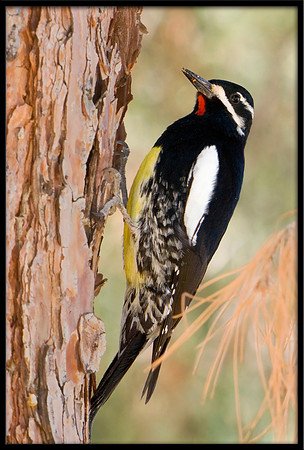 Williamson's Sapsucker