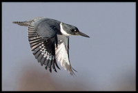 Kingfisher