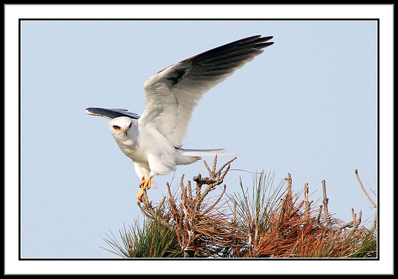 White Tailed Kite