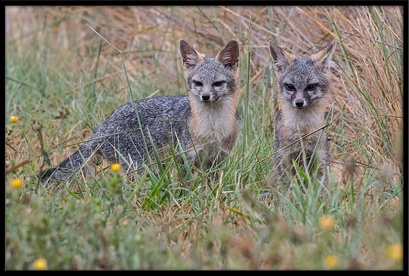 Grey Fox