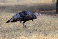 Wild Turkey