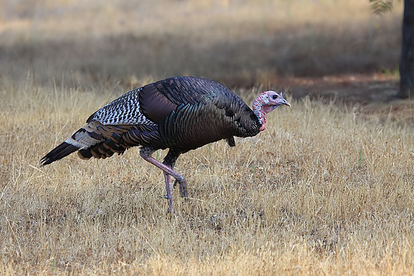 Wild Turkey