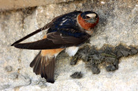 Cliff Swallow