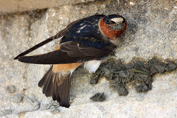 Cliff Swallow
