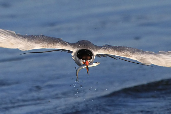 Tern with fish