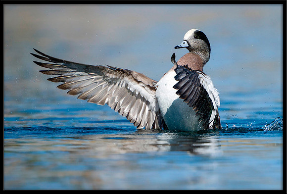 American Wigeon