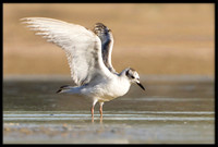 Bonaparte's Gull (juvi)