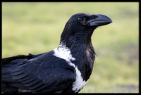 White-naped Raven hybrid