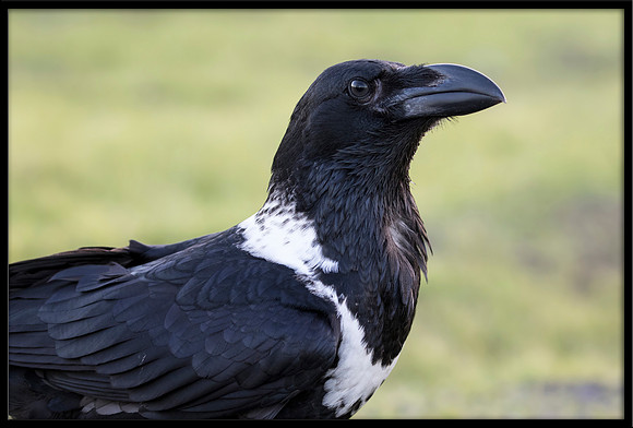 White-naped Raven hybrid