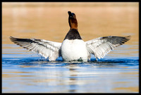 Canvasback